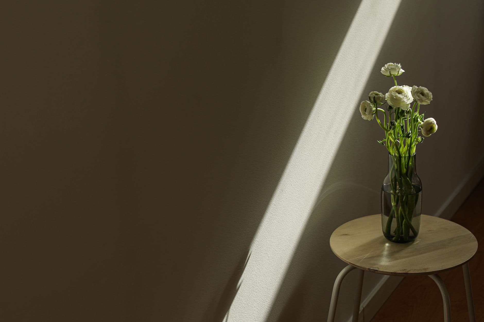 White flowers in a dark glass vase lit by afternoon sun